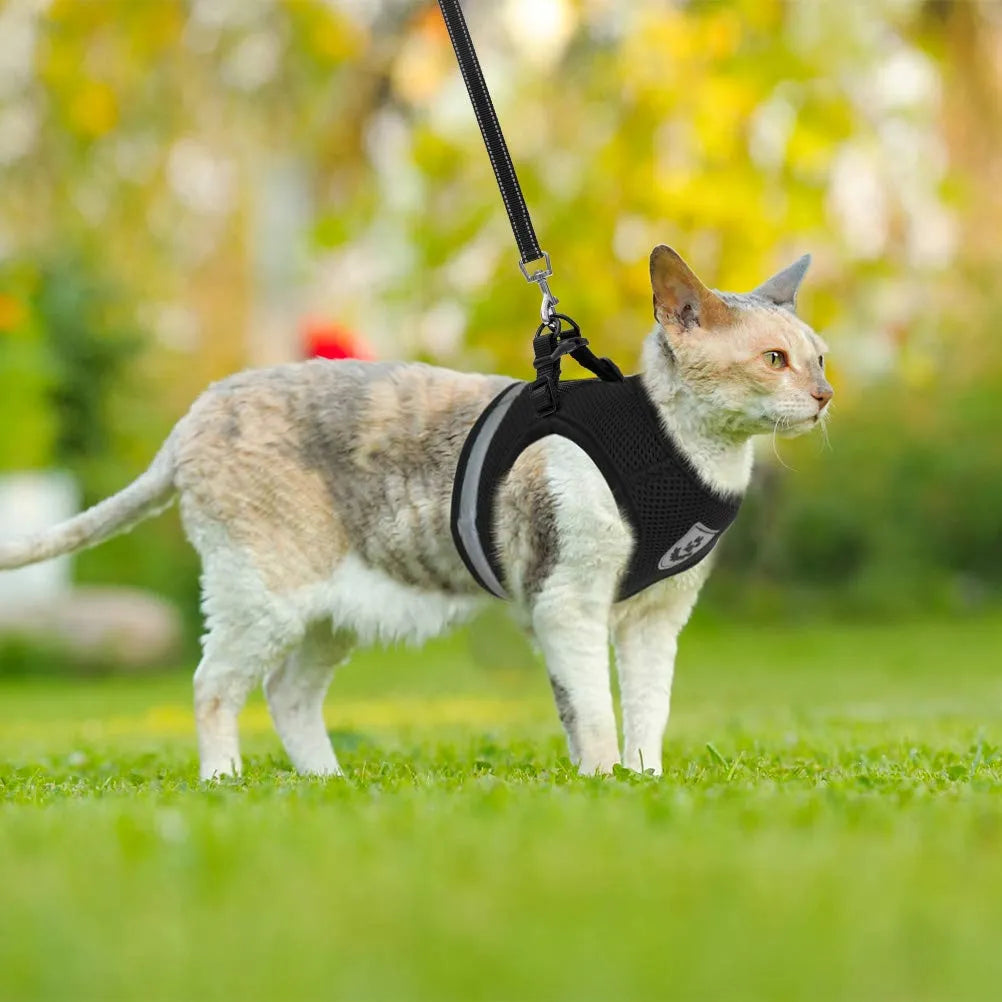 Walk Break Collar