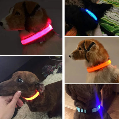 Glowy Canine Collars